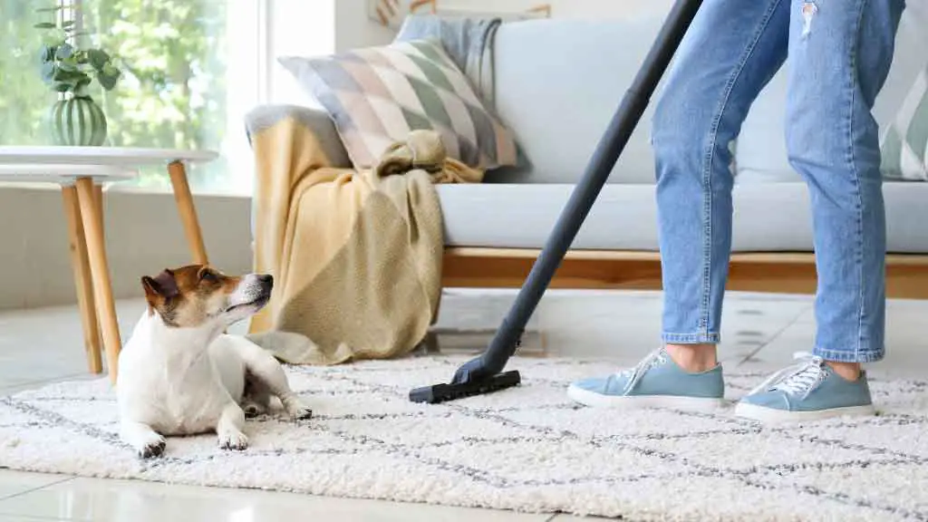 How Often Should You Clean Your Carpet