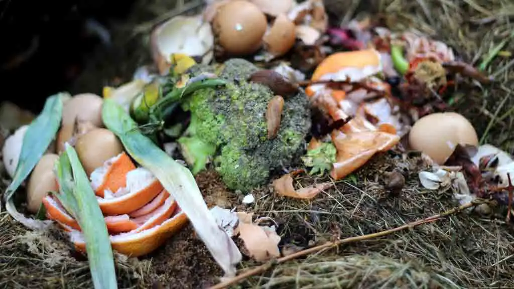top 9 Tips for Composting Success