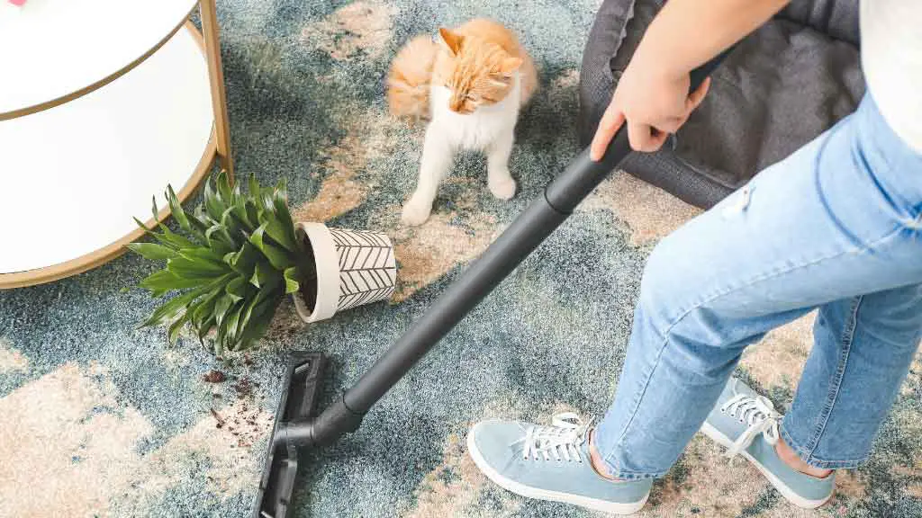 Types of Carpet Cleaning Methods for Pet Owners