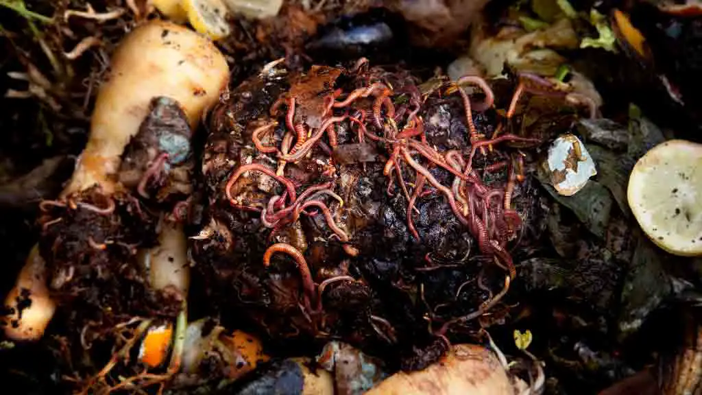Why Is Compost Important