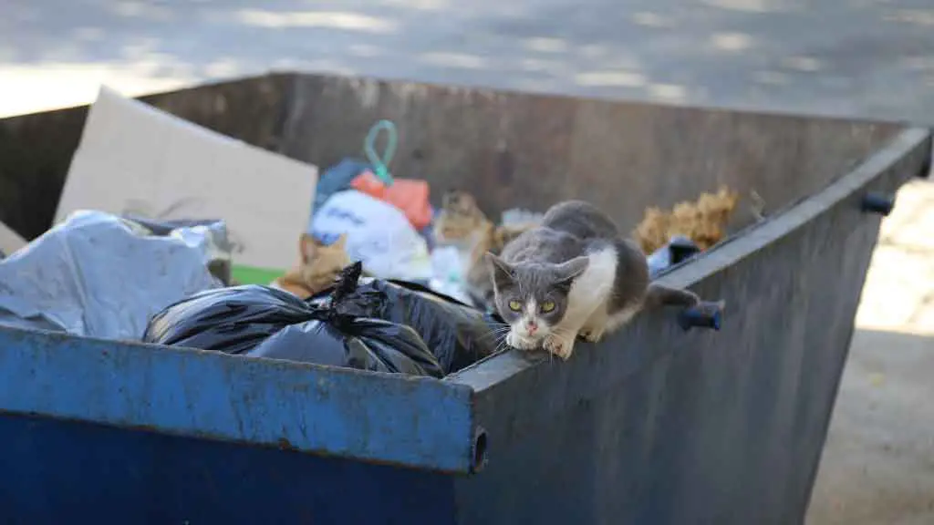 Is dumpster diving illegal in Montana